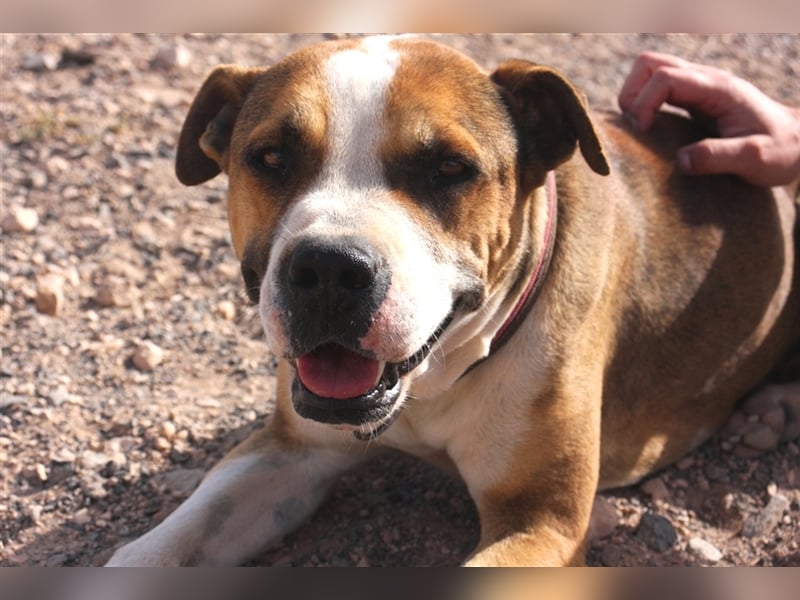 Liebevolle Pitbull-Mischlingshündin sucht neues Zuhause