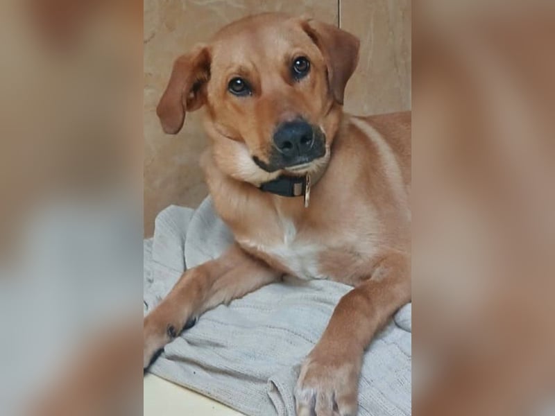 Balu braucht Verständnis und Pflege