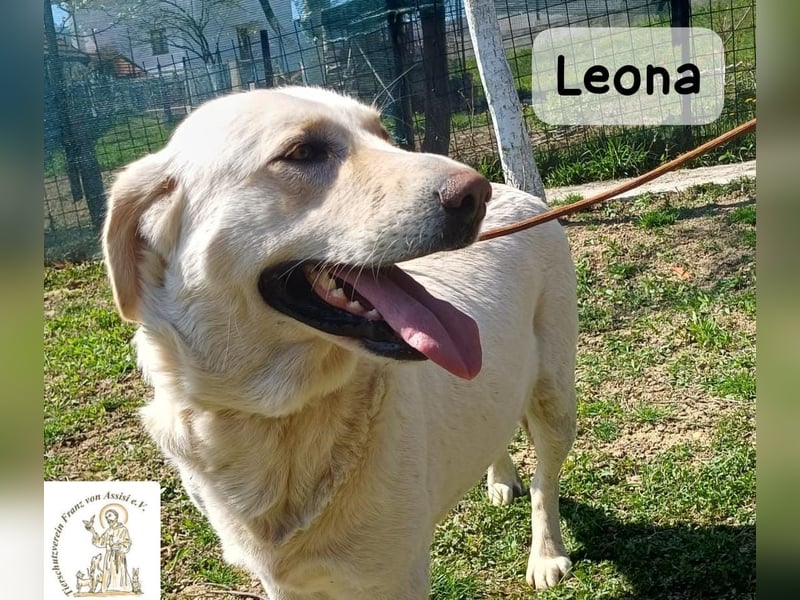 Leona – sanft, stark und bereit für ein neues Kapitel!