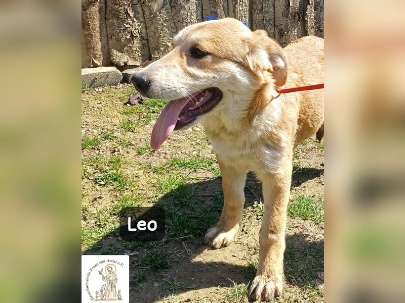Leo – der kleine Beobachter mit großen Plänen!
