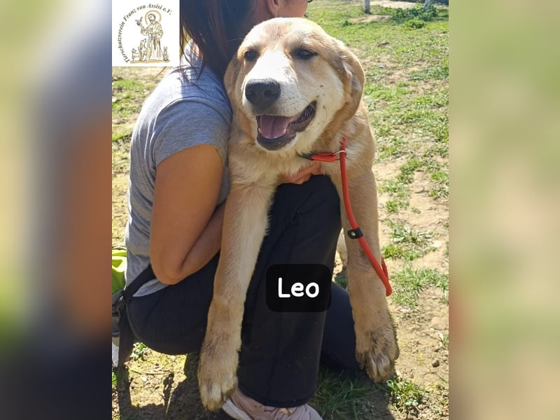 Leo – der kleine Beobachter mit großen Plänen!