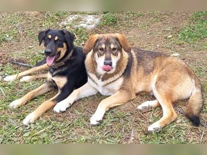 Foxy mag hunde, Menschen und Katzen