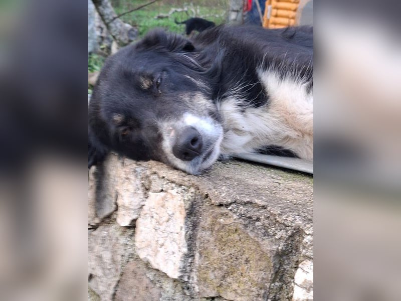 Masha - Gerettet und bereit fürs neue Leben