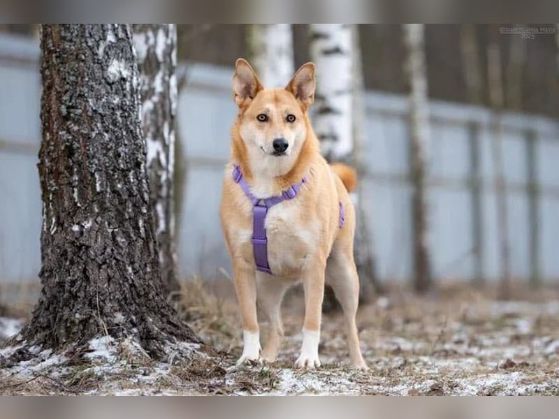 Freundliche Rizhulja sucht ihr Zuhause