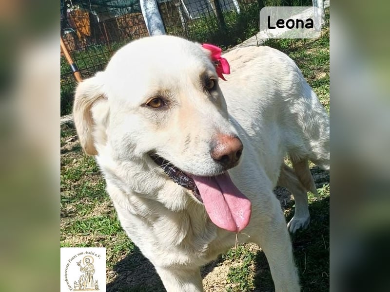 Leona – sanft, stark und bereit für ein neues Kapitel!
