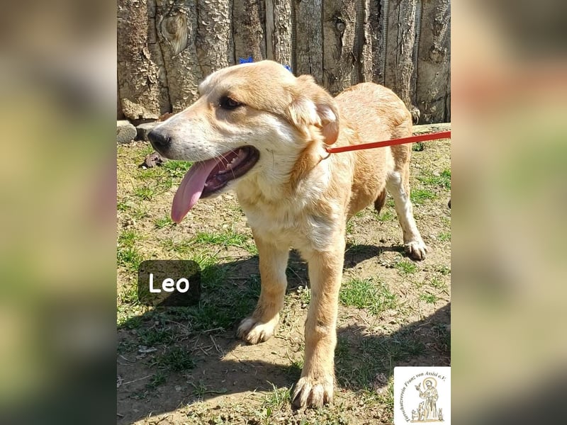 Leo – der kleine Beobachter mit großen Plänen!