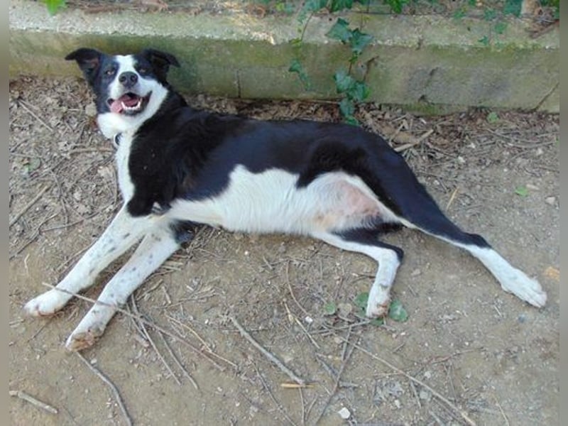 Paddy mag Menschen Hunde und Katzen