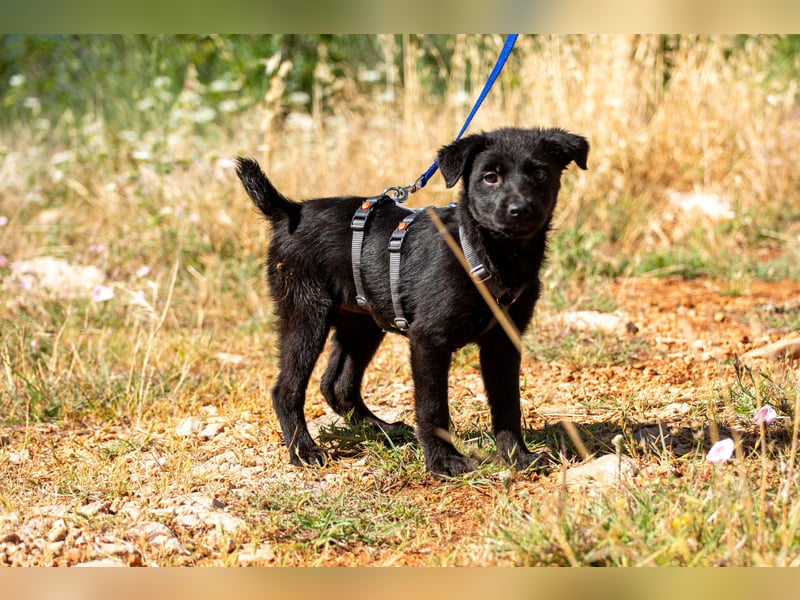 Suki sucht ihr Glück