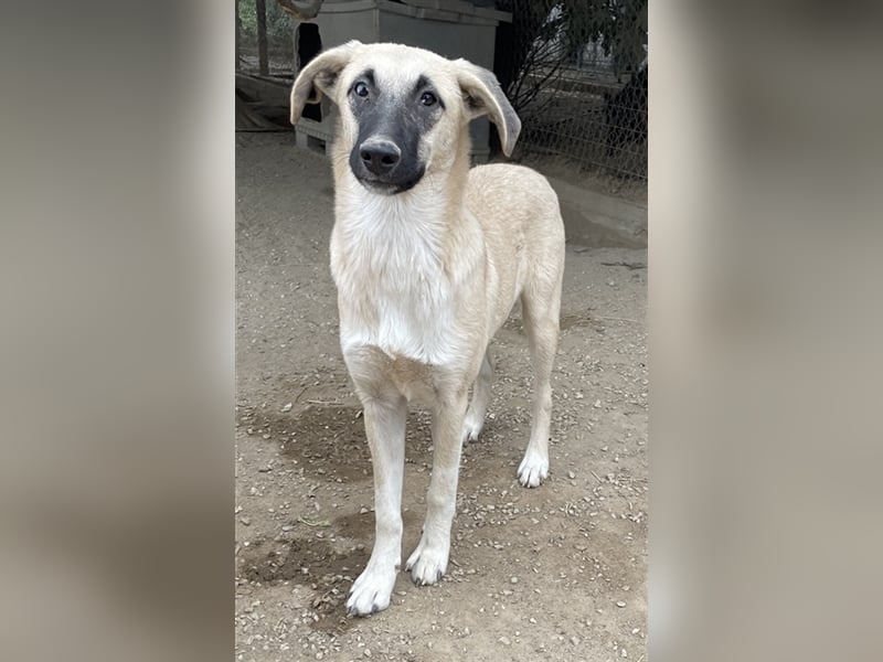 Carlchen, geb. ca. 03/2023, lebt in GRIECHENLAND, im städt. Tierheim Serres