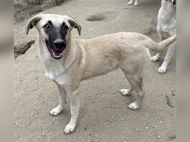 Carlchen, geb. ca. 03/2023, lebt in GRIECHENLAND, im städt. Tierheim Serres
