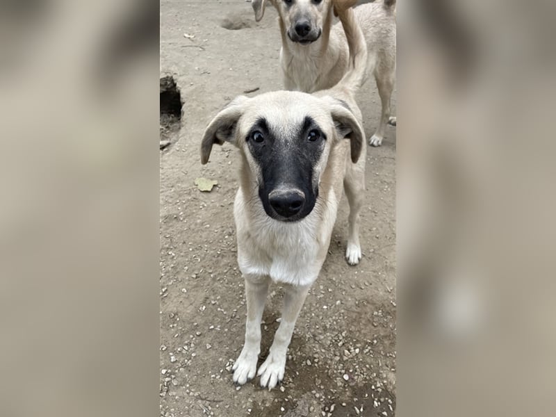 Carlchen, geb. ca. 03/2023, lebt in GRIECHENLAND, im städt. Tierheim Serres