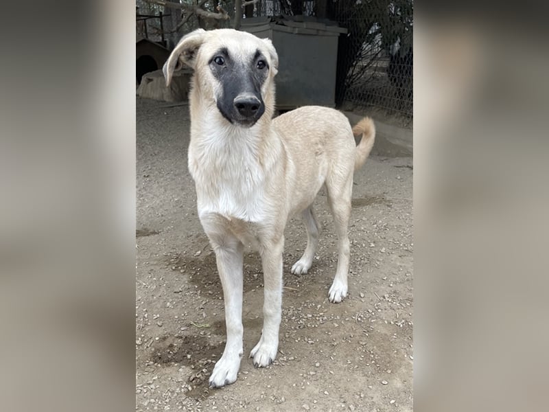 Carlchen, geb. ca. 03/2023, lebt in GRIECHENLAND, im städt. Tierheim Serres