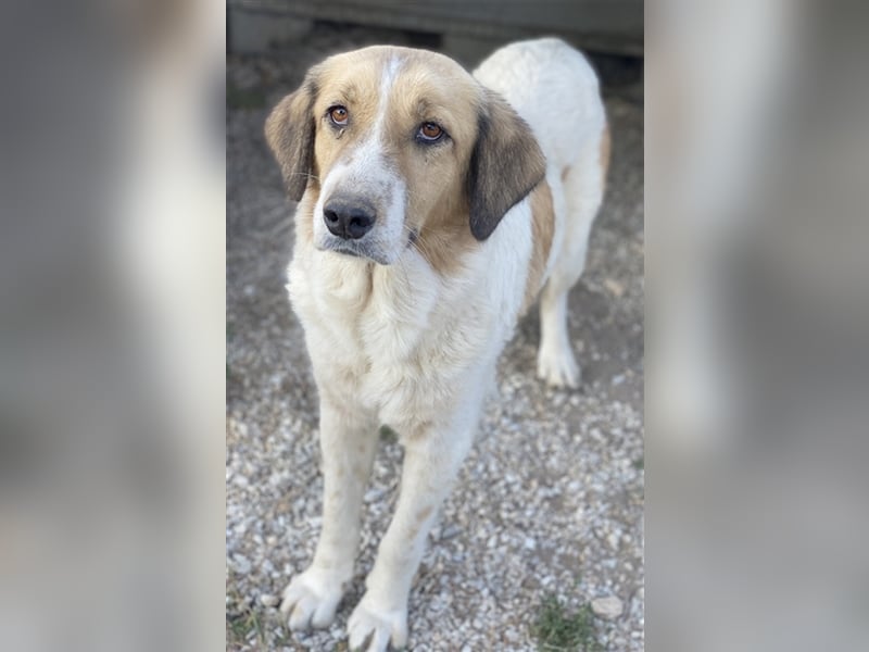 Clementini, geb. ca. 03/2019, lebt in GRIECHENLAND, im städt. Tierheim Serres