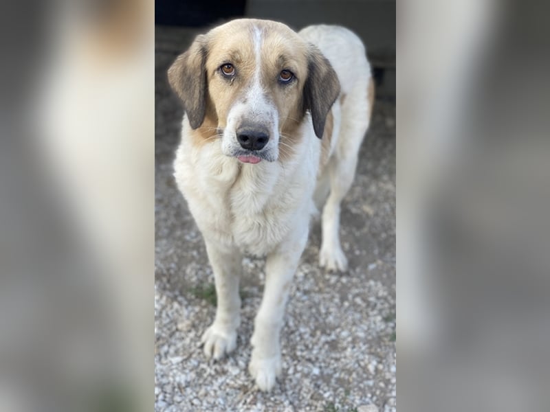 Clementini, geb. ca. 03/2019, lebt in GRIECHENLAND, im städt. Tierheim Serres