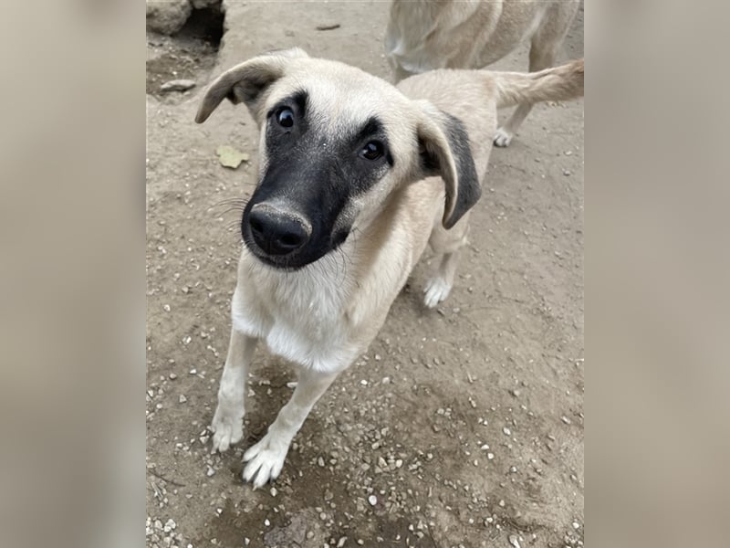 Carlchen, geb. ca. 03/2023, lebt in GRIECHENLAND, im städt. Tierheim Serres