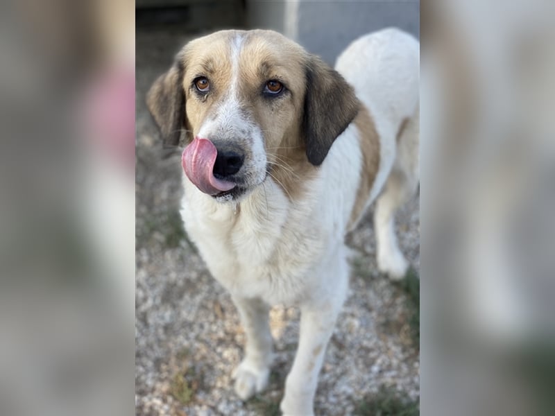 Clementini, geb. ca. 03/2019, lebt in GRIECHENLAND, im städt. Tierheim Serres