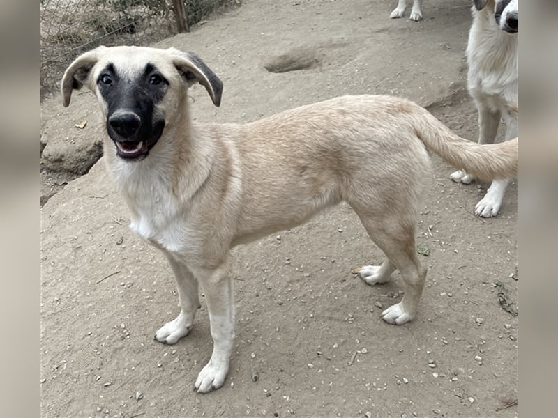 Carlchen, geb. ca. 03/2023, lebt in GRIECHENLAND, im städt. Tierheim Serres