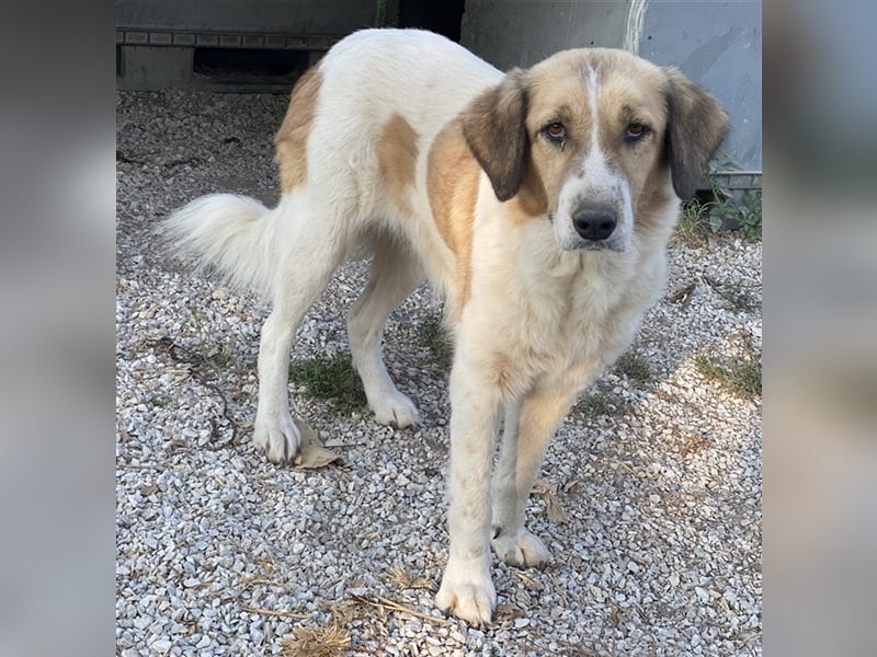 Clementini, geb. ca. 03/2019, lebt in GRIECHENLAND, im städt. Tierheim Serres