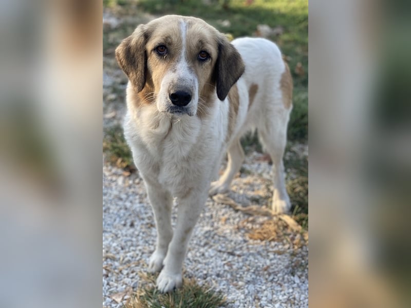 Clementini, geb. ca. 03/2019, lebt in GRIECHENLAND, im städt. Tierheim Serres