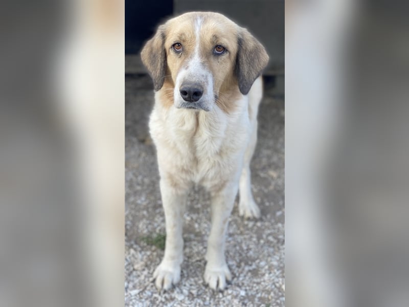 Clementini, geb. ca. 03/2019, lebt in GRIECHENLAND, im städt. Tierheim Serres