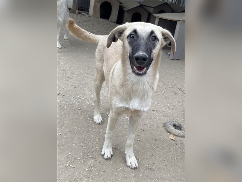 Carlchen, geb. ca. 03/2023, lebt in GRIECHENLAND, im städt. Tierheim Serres