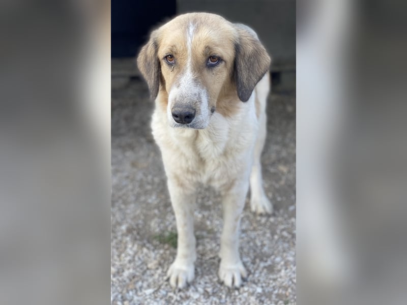 Clementini, geb. ca. 03/2019, lebt in GRIECHENLAND, im städt. Tierheim Serres