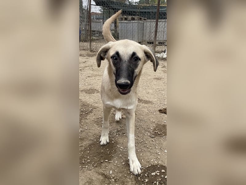 Carlchen, geb. ca. 03/2023, lebt in GRIECHENLAND, im städt. Tierheim Serres