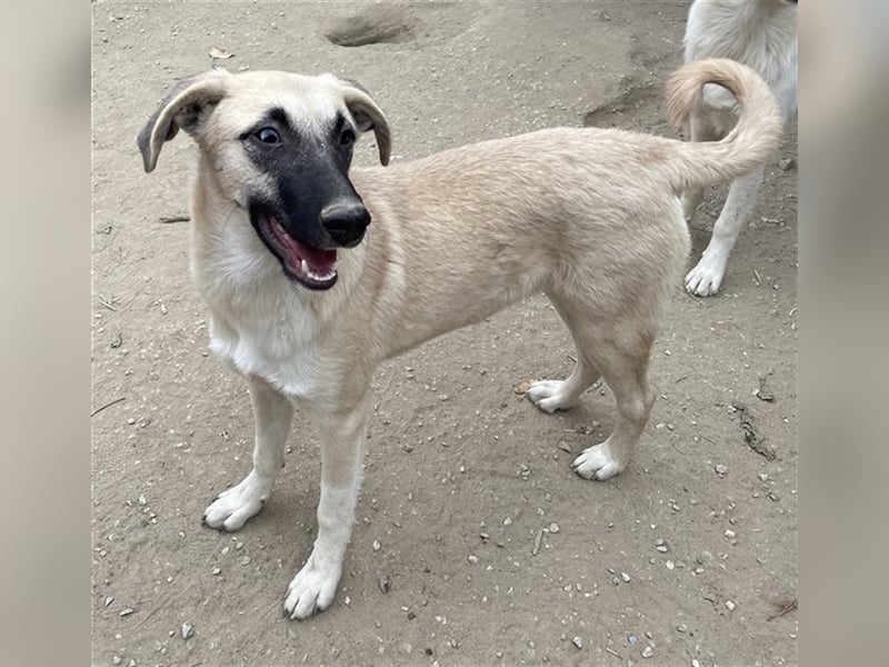 Carlchen, geb. ca. 03/2023, lebt in GRIECHENLAND, im städt. Tierheim Serres
