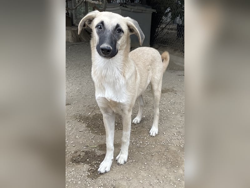 Carlchen, geb. ca. 03/2023, lebt in GRIECHENLAND, im städt. Tierheim Serres