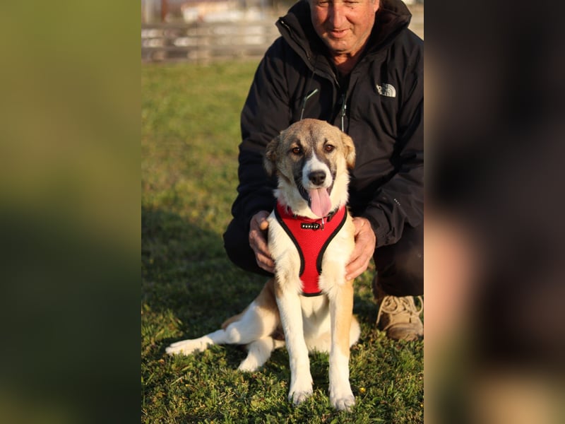 Bonni sucht ihr Für-immer-Zuhause