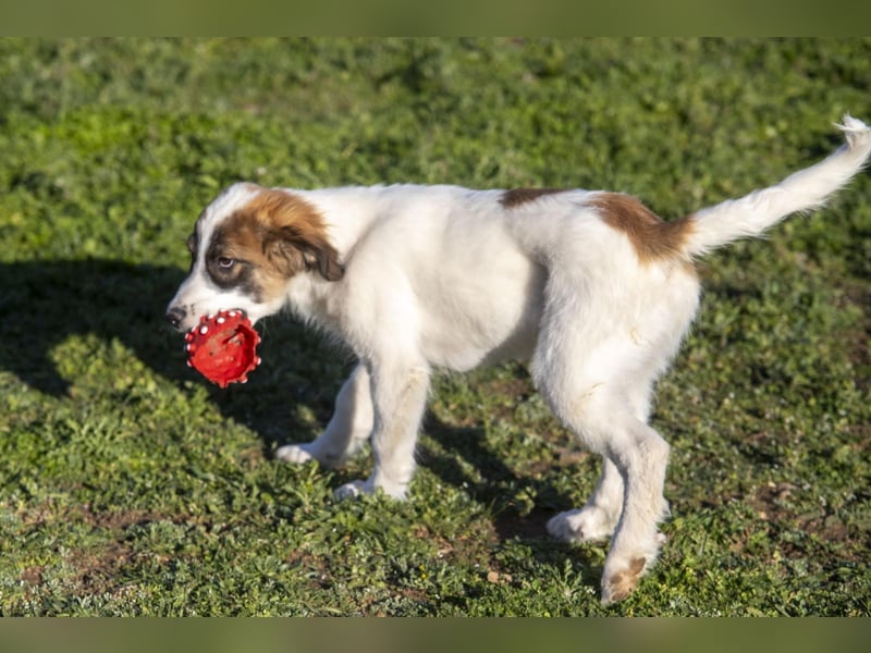 Oreo sucht sein Für-immer-Zuhause