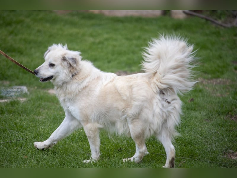 Atlas - Sanfter Kämpfer sucht sein Für-Immer-Zuhause