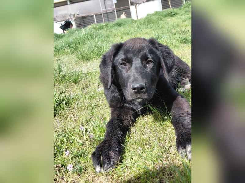 Maira sucht ihr Für - Immer - Zuhause