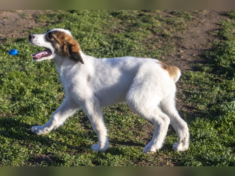 Oreo sucht sein Für-immer-Zuhause