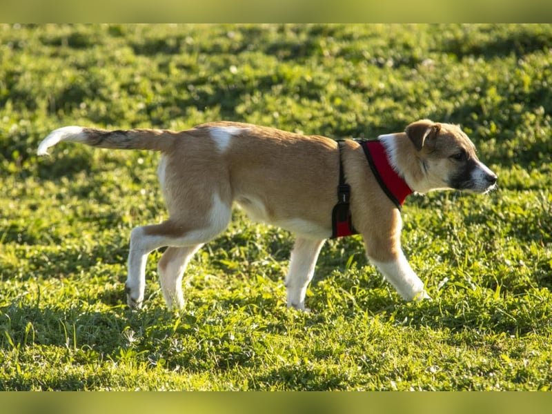 Bonni sucht ihr Für-immer-Zuhause