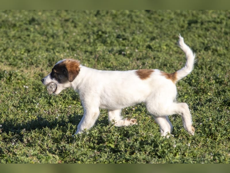 Oreo sucht sein Für-immer-Zuhause