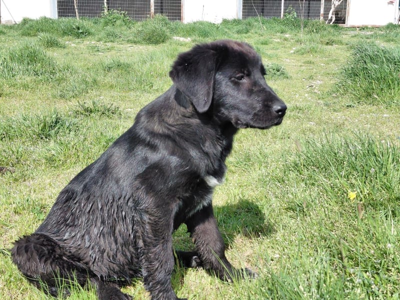 Maira sucht ihr Für - Immer - Zuhause