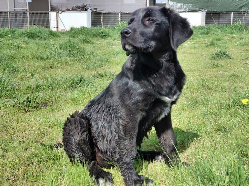 Maira sucht ihr Für - Immer - Zuhause