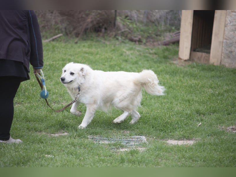 Atlas - Sanfter Kämpfer sucht sein Für-Immer-Zuhause