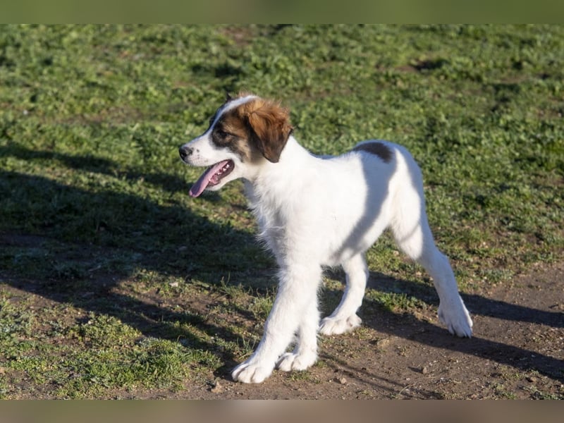 Oreo sucht sein Für-immer-Zuhause