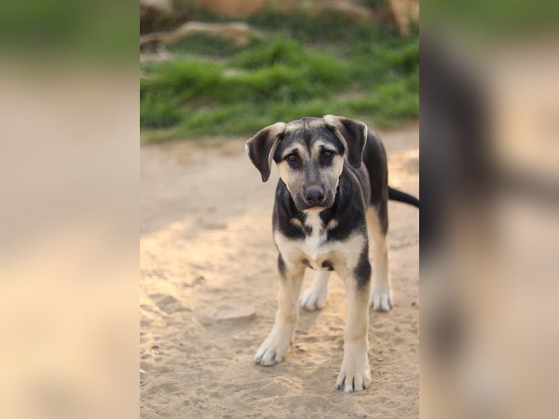 Theo sucht sein Für-immer Zuhause