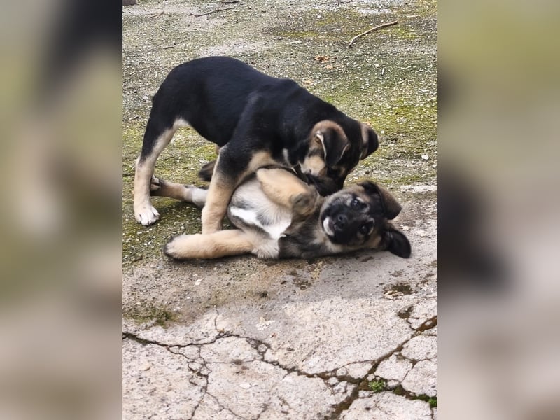 Theo – kleiner Kämpfer sucht großes Glück