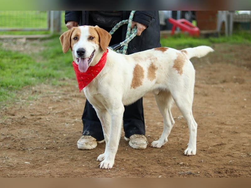 Jerry – junger, liebevoller Rüde sucht ein geborgenes Zuhause