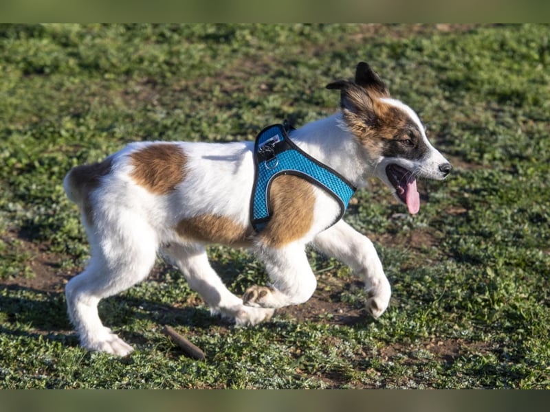 Oreo sucht sein Für-immer-Zuhause
