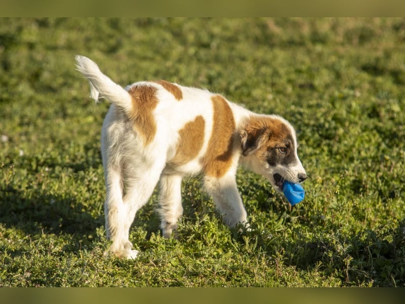 Oreo sucht sein Für-immer-Zuhause