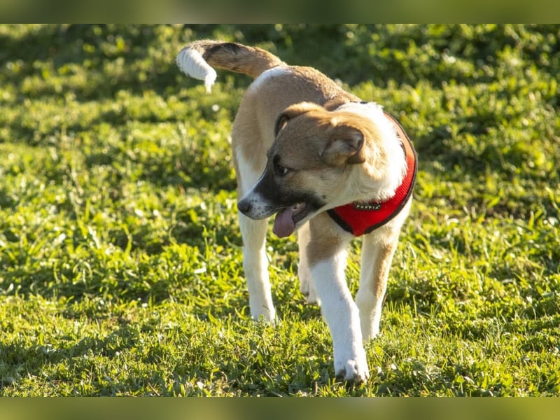 Bonni sucht ihr Für-immer-Zuhause