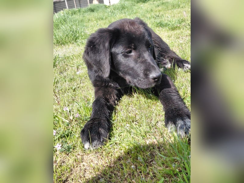 Maira sucht ihr Für - Immer - Zuhause