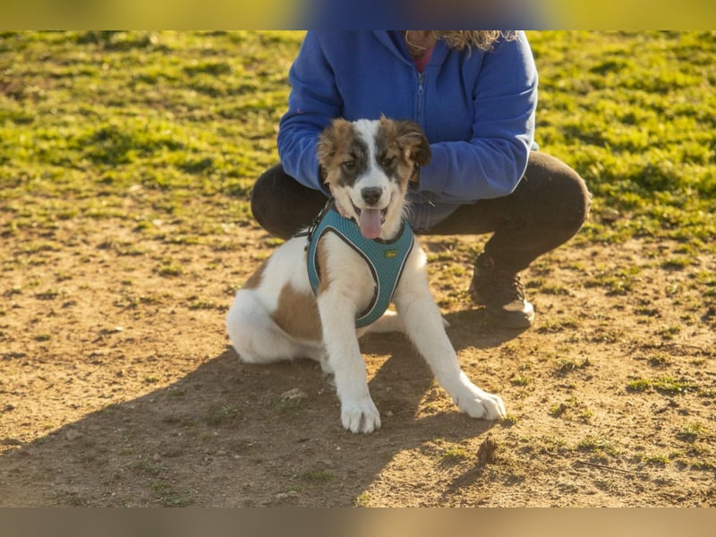 Oreo sucht sein Für-immer-Zuhause