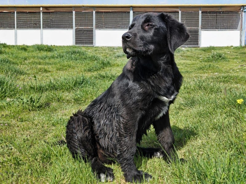 Maira sucht ihr Für - Immer - Zuhause