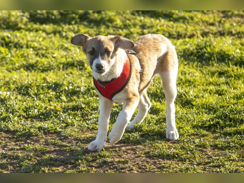 Bonni sucht ihr Für-immer-Zuhause